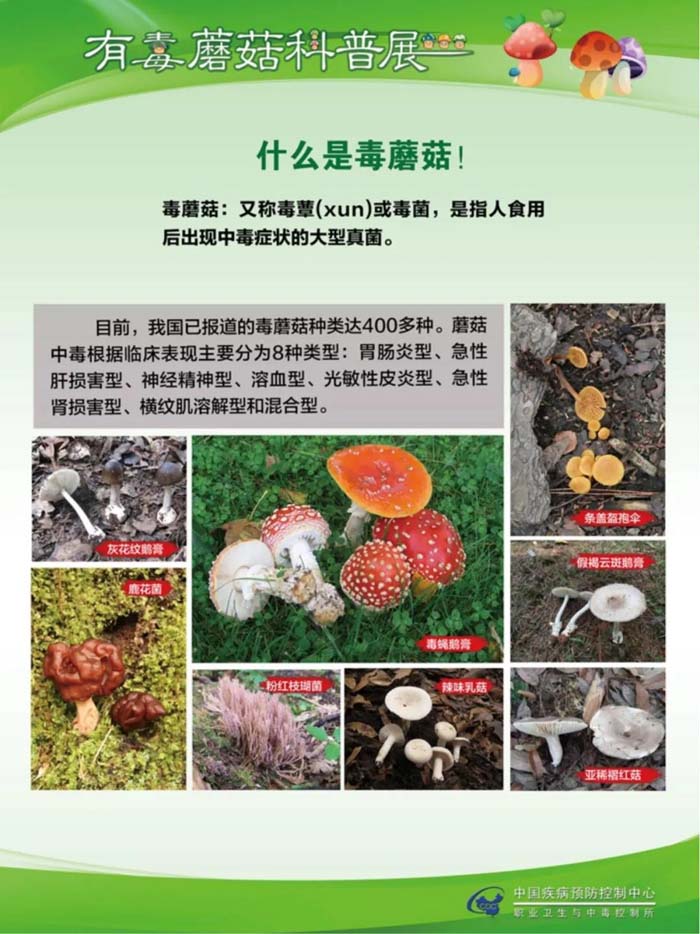 科普宣传毒蘑菇科普宣传