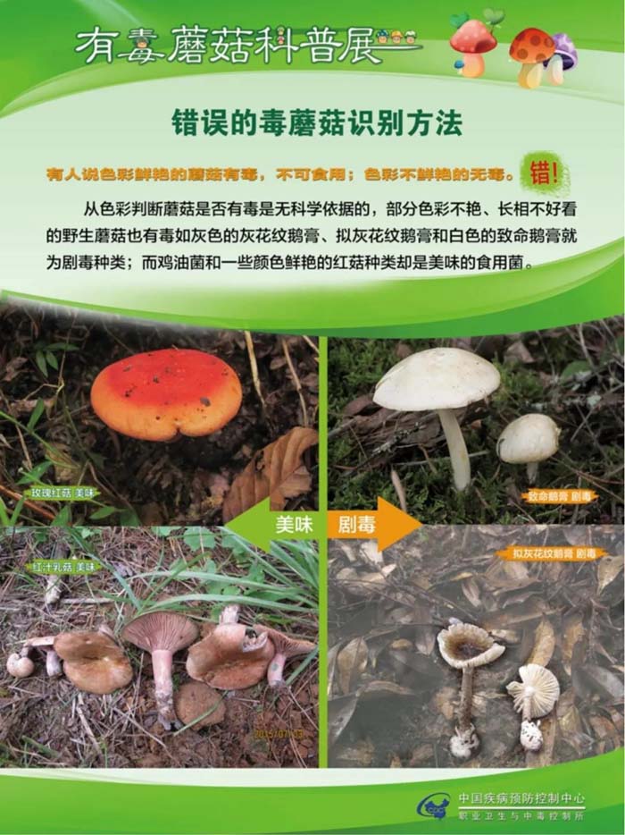 科普宣传毒蘑菇科普宣传